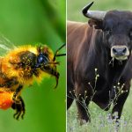 Бык и пчела — однокоренные слова. Почему?